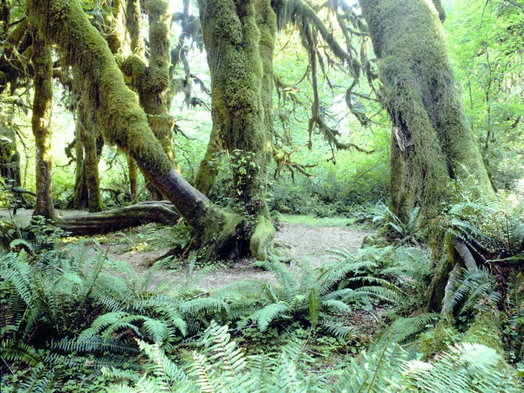 olympic_national_park